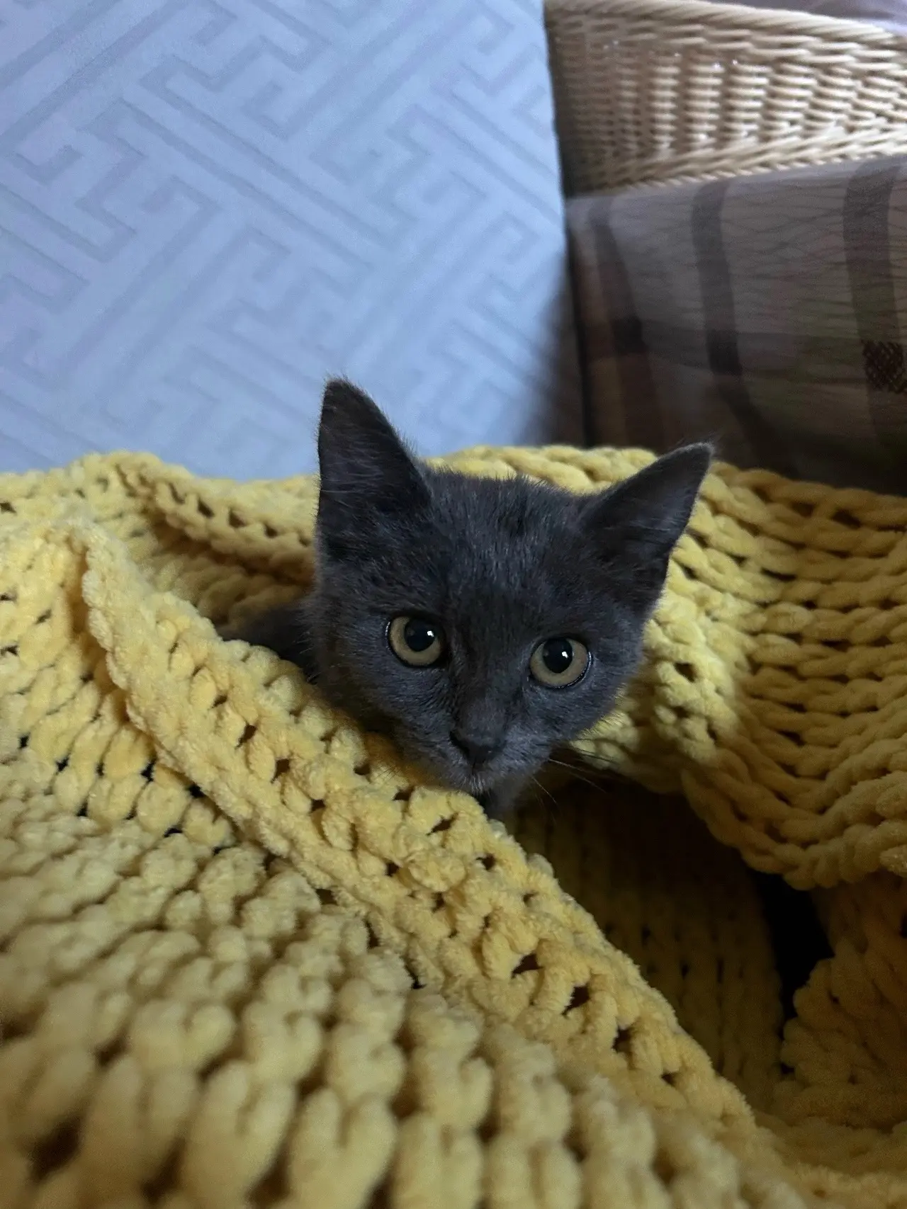 Котенок ищет дом!