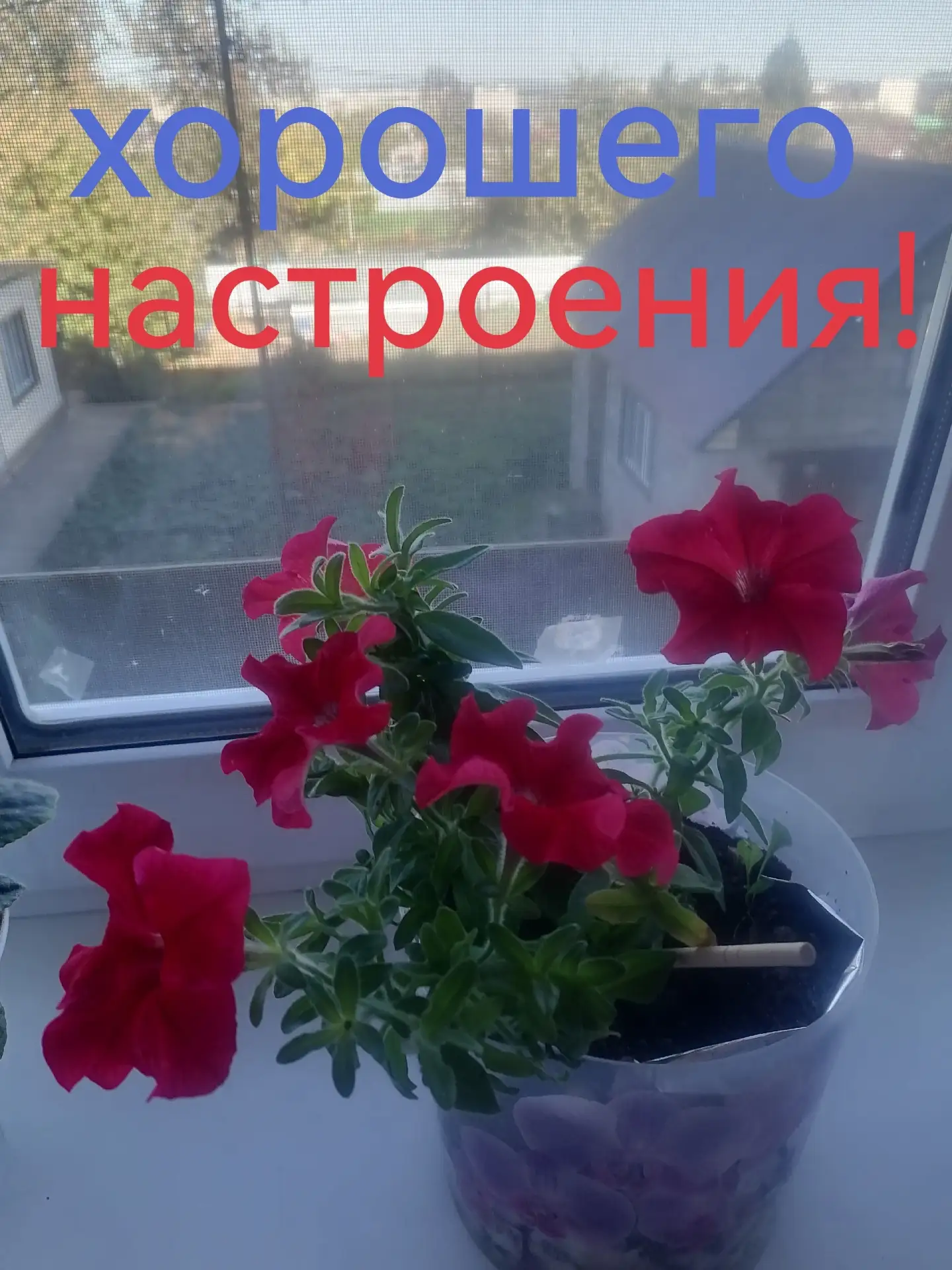 Когда за окном осень, а в доме цветут яркие краски ✨ Желаю всем прекрасного дня и хорош...