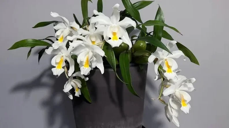 ЦЕЛОГИНА🌿