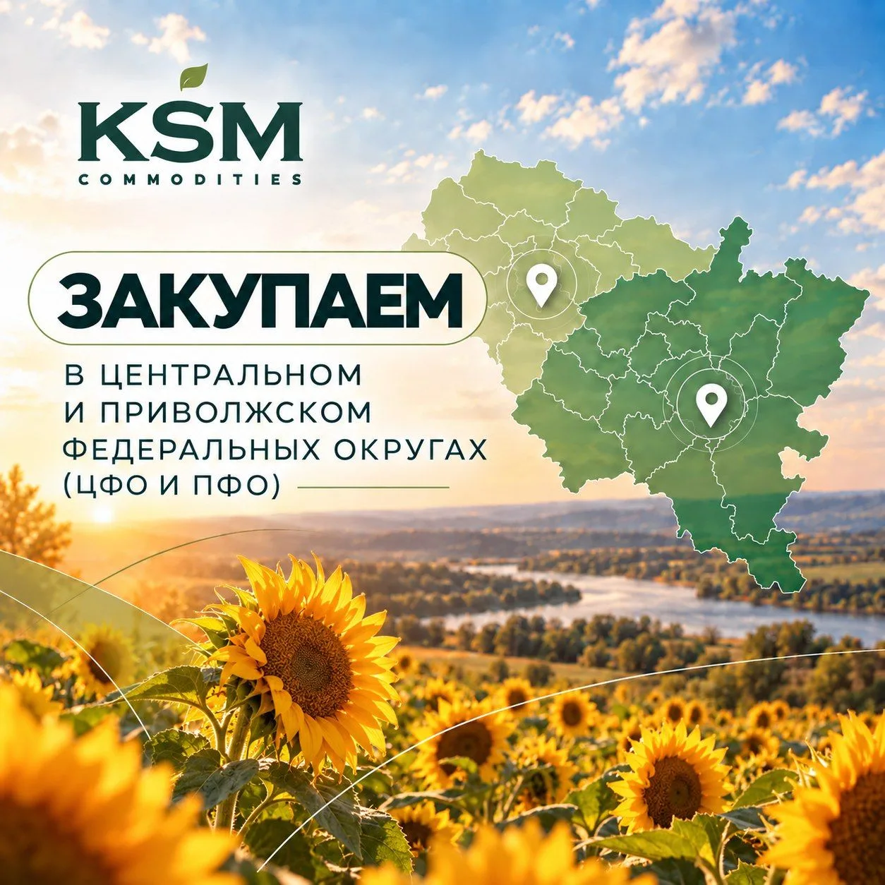 🌻 KSM закупает масличные культуры в Центральном и Приволжском федеральных округах