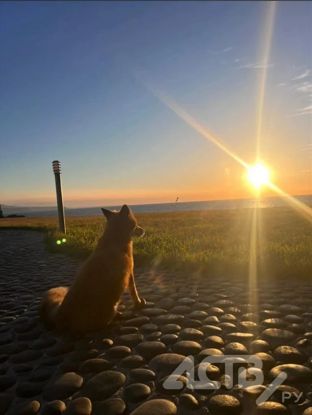 😍 Самый романтичный лис найден на Курилах