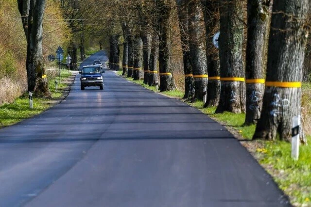 В Зеленоградском округе разрешили спилить 83 придорожных дерева.
