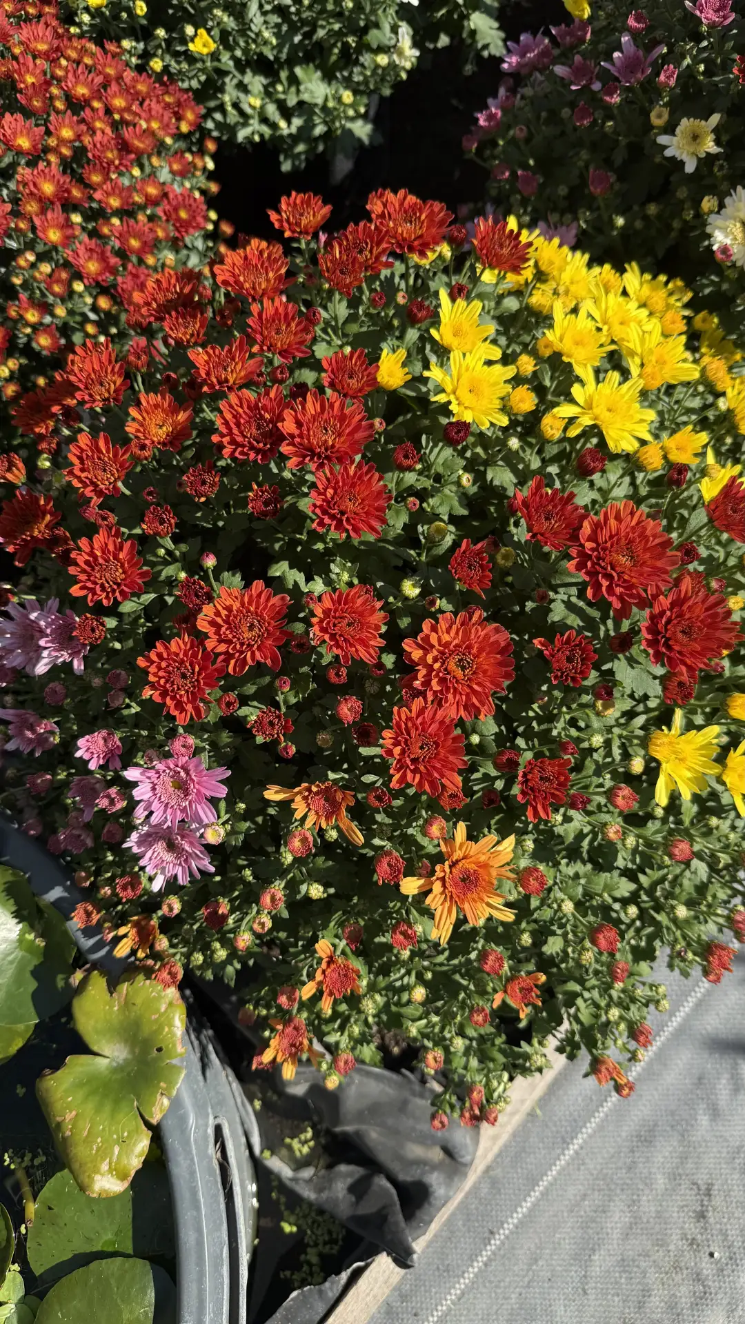 Четыре расцветки хризантемы в одном горшке!💛🩷❤️🧡