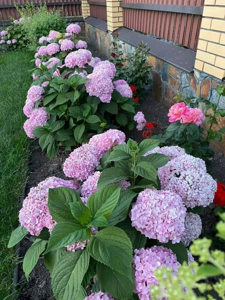 Живая изгородь из гортензии 🌸