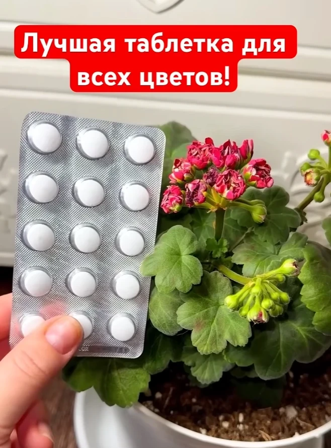 ДАЖЕ ЗИМОЙ ЛЮБОЙ ЦВЕТОК ЗАЦВЕТЁТ ВМИГ!