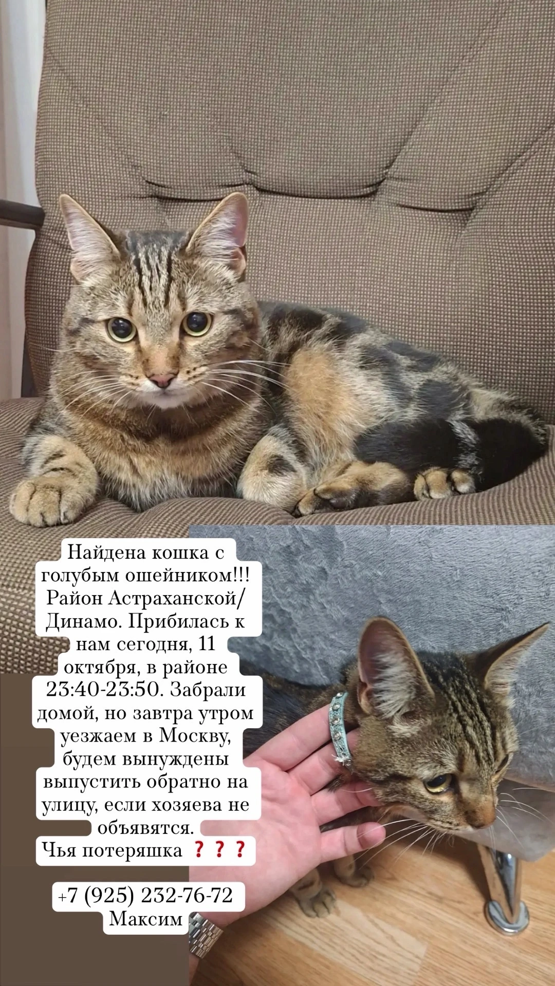 Найдена кошка с голубым ошейником!!! Район Астраханской/Динамо. Прибилась к нам сегодня...