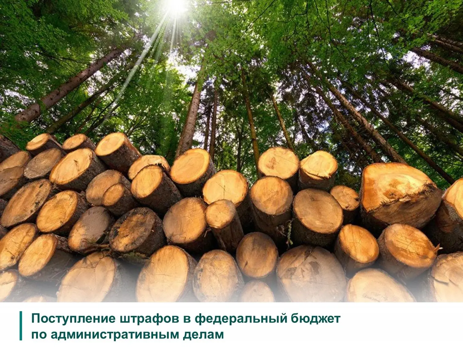 ☝Департаментом лесного хозяйства по СФО проводится работа по выявлению нарушений, ответ...