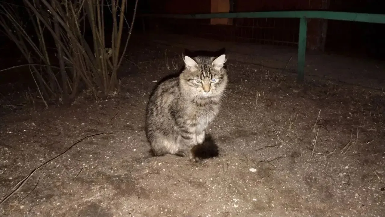 В Белгороде а углу Октябрьской, 63, где вечером 3 октября упал беспилотник, живет кот.