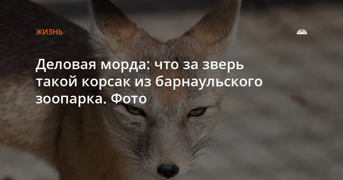 Что за зверь корсак из барнаульского зоопарка