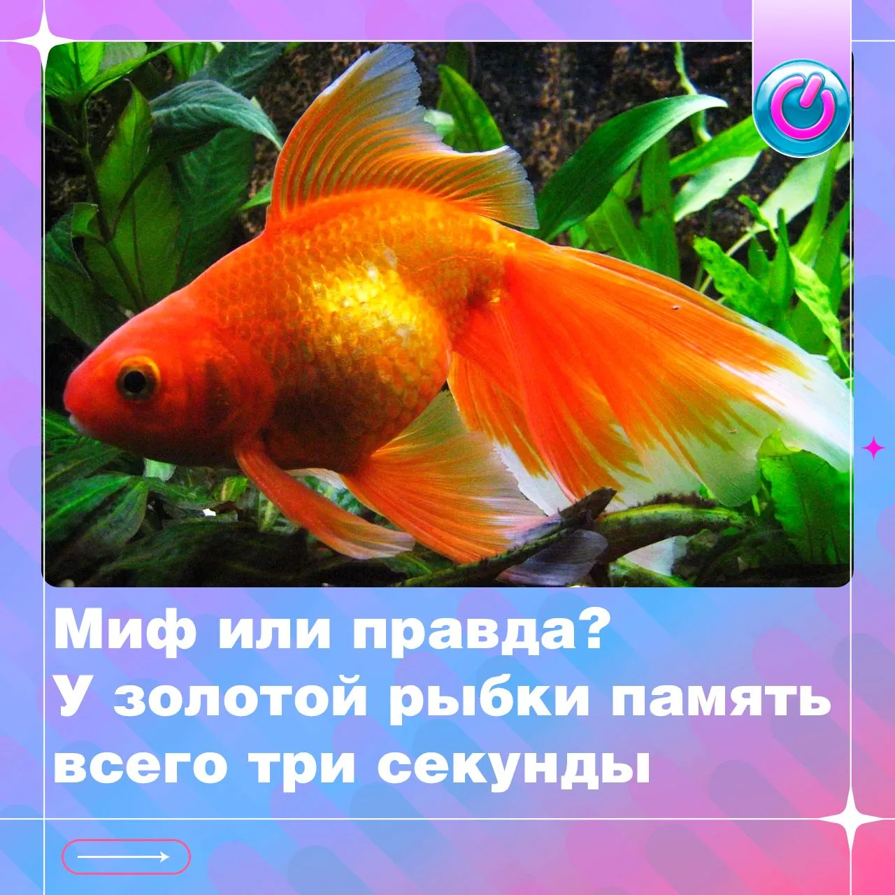Правда ли, что золотые рыбки забывают всё уже через три секунды? Разбираемся в популярн...