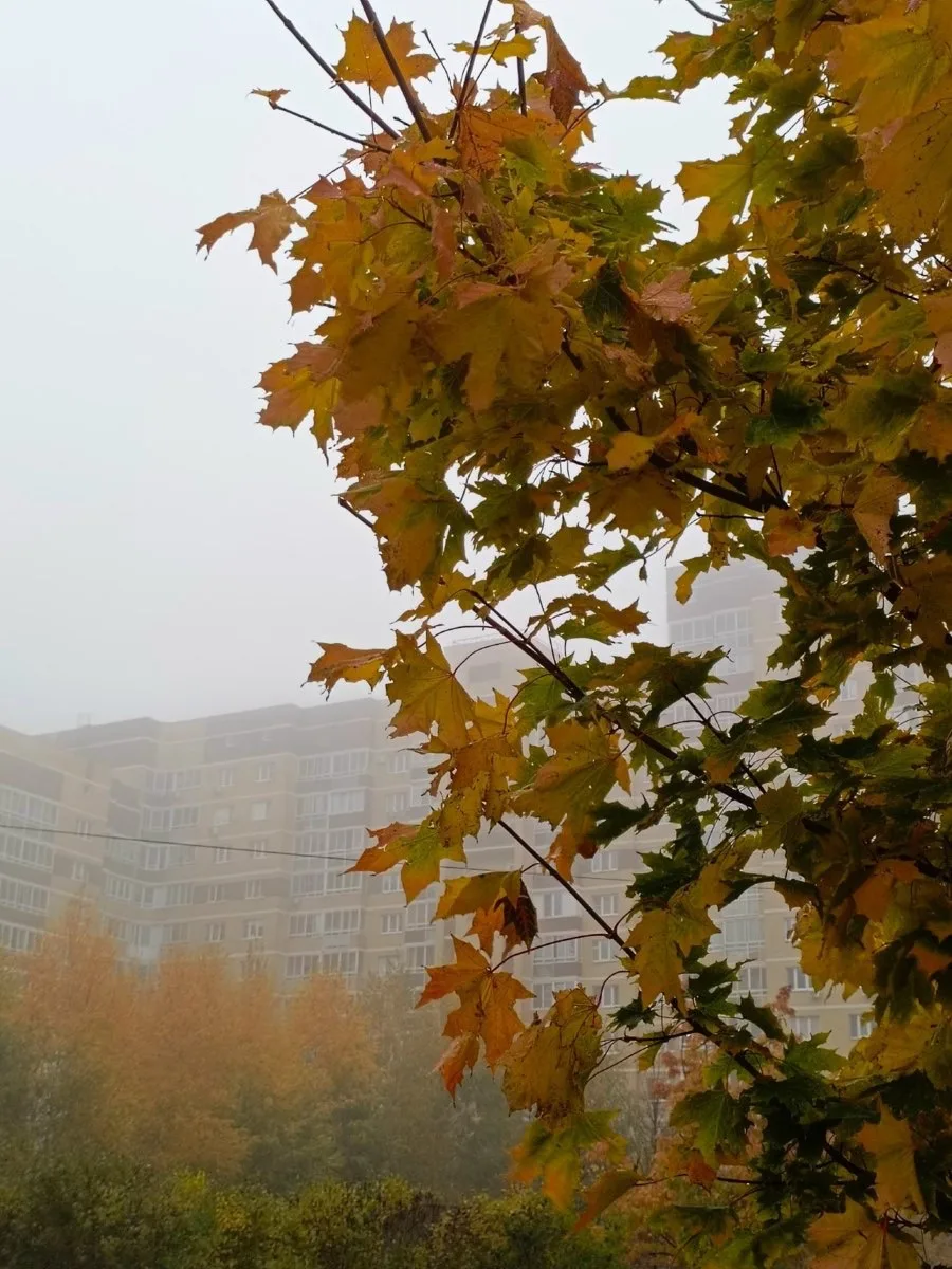 🍂 Осенний туман