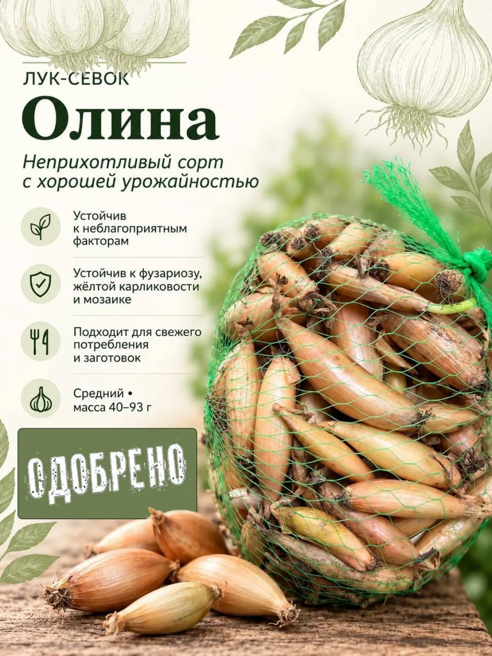 🧄 Мой проверенный список сортов лука и чеснока: на какие ключевые сортовые характерист...