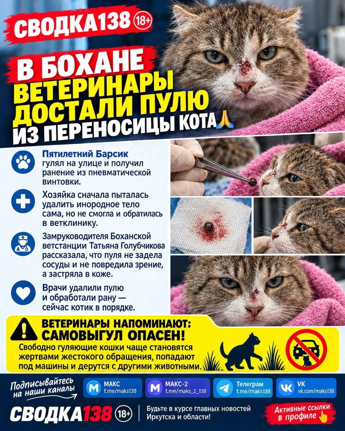 В Бохане ветеринары достали пулю из переносицы кота.