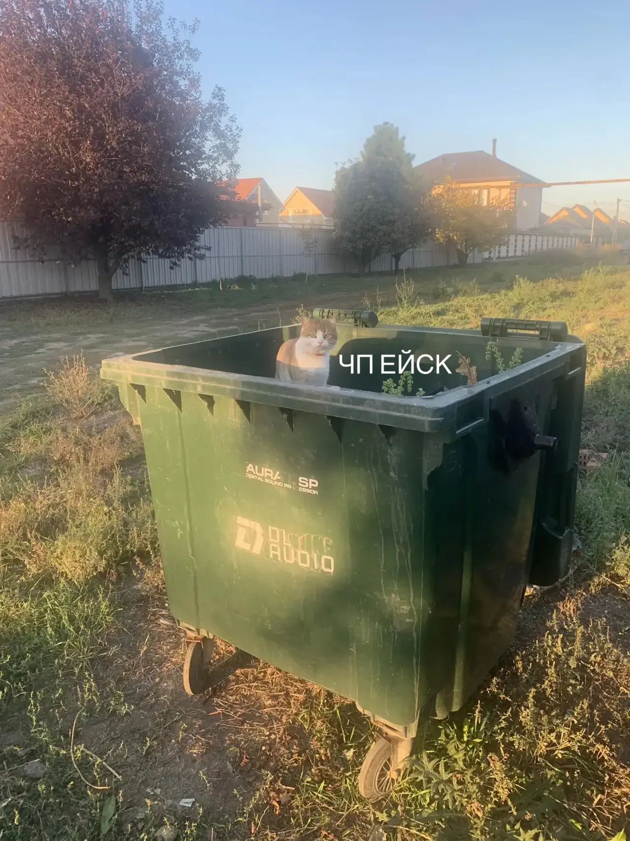 Ты — не ты, когда голоден 🐱