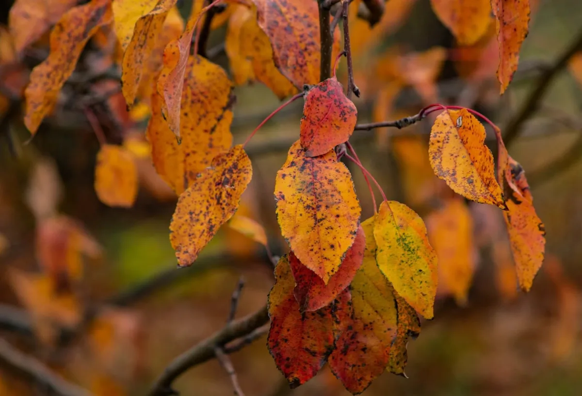 🍂 Доброе утро, Новокуйбышевск!