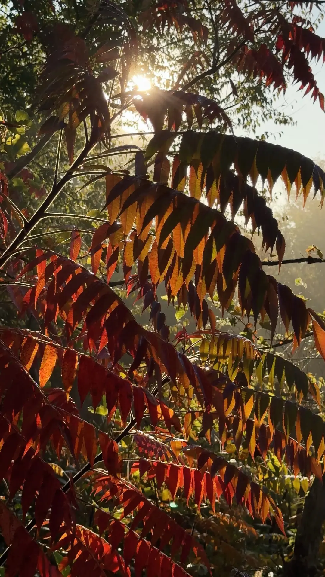 Ну а пока тогда наши осенние #лесныеистории🌿☀️🍂😉