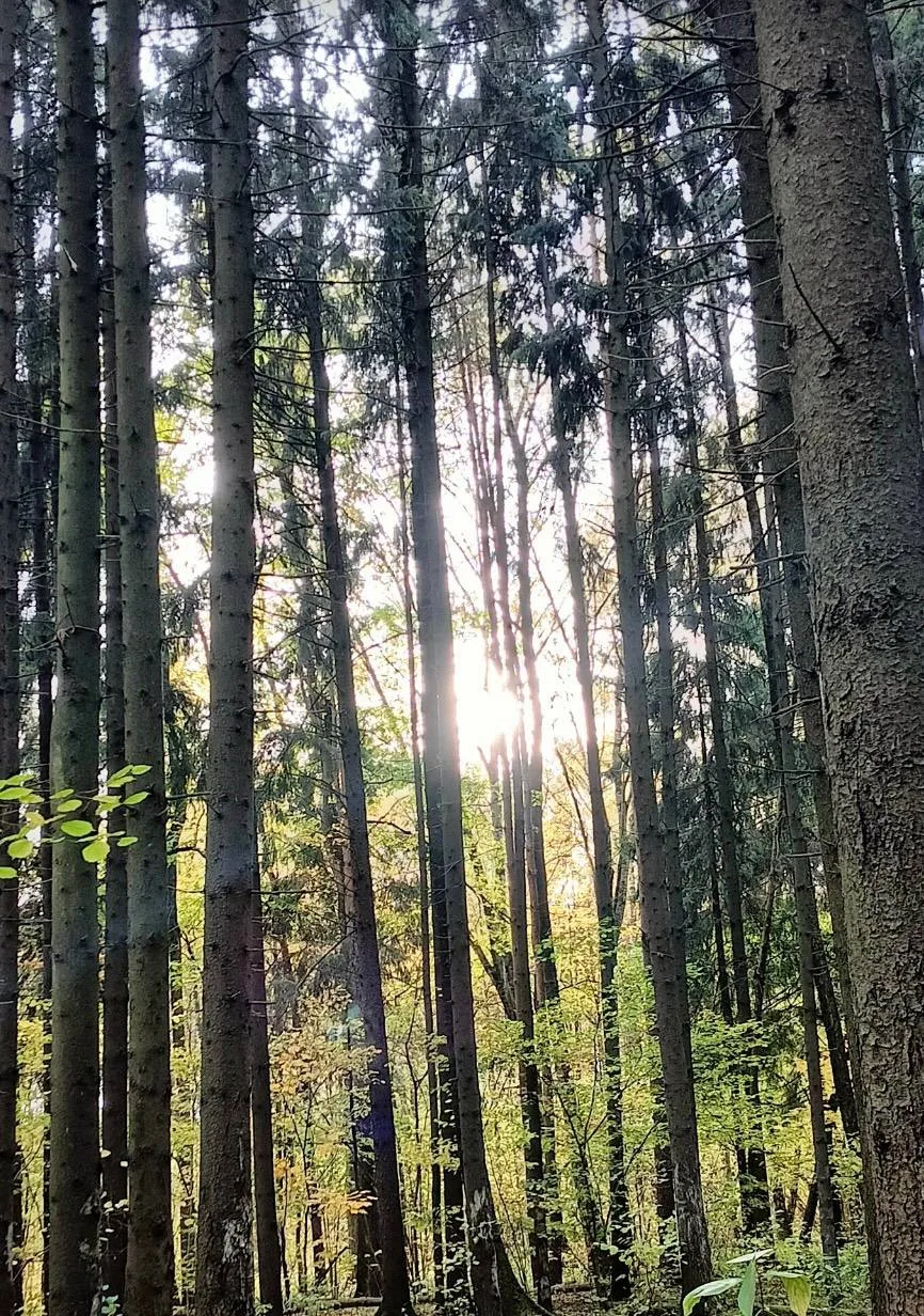 Одним ясным днем в Битцевском парке🌳