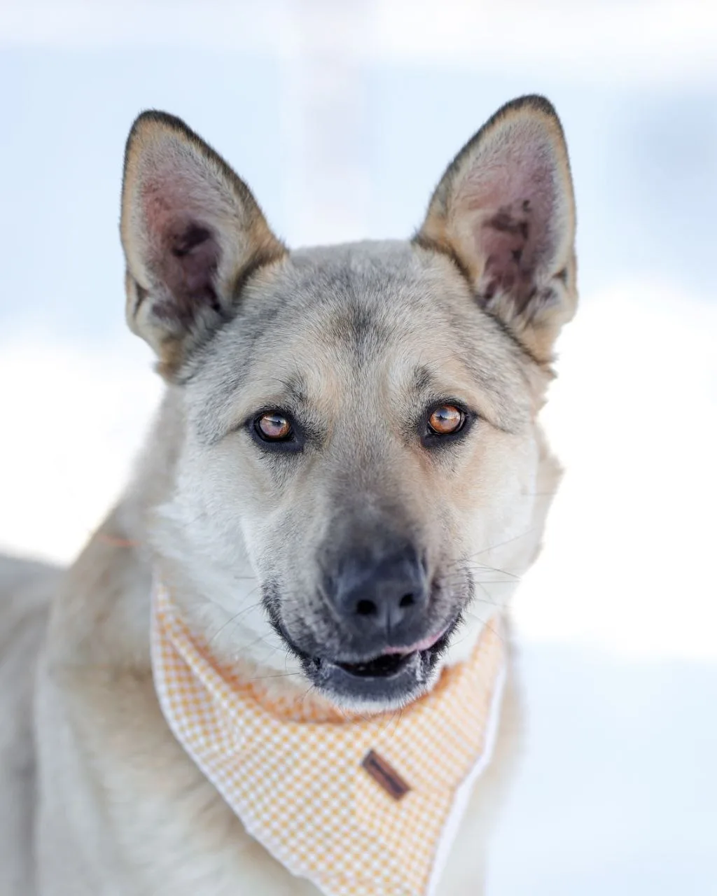 В поисках дома Абрикос🍋🐶