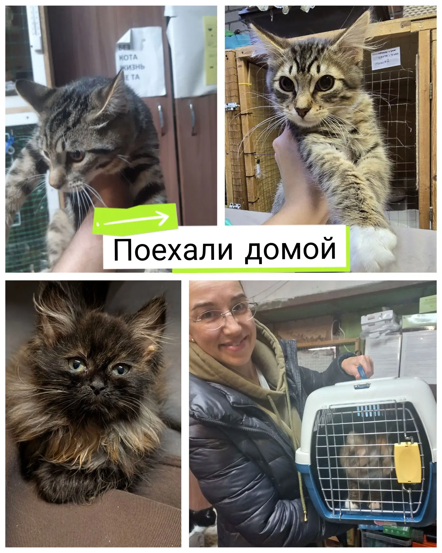 🐾 ИТОГИ НЕДЕЛИ в приюте «Лучик» 🐾