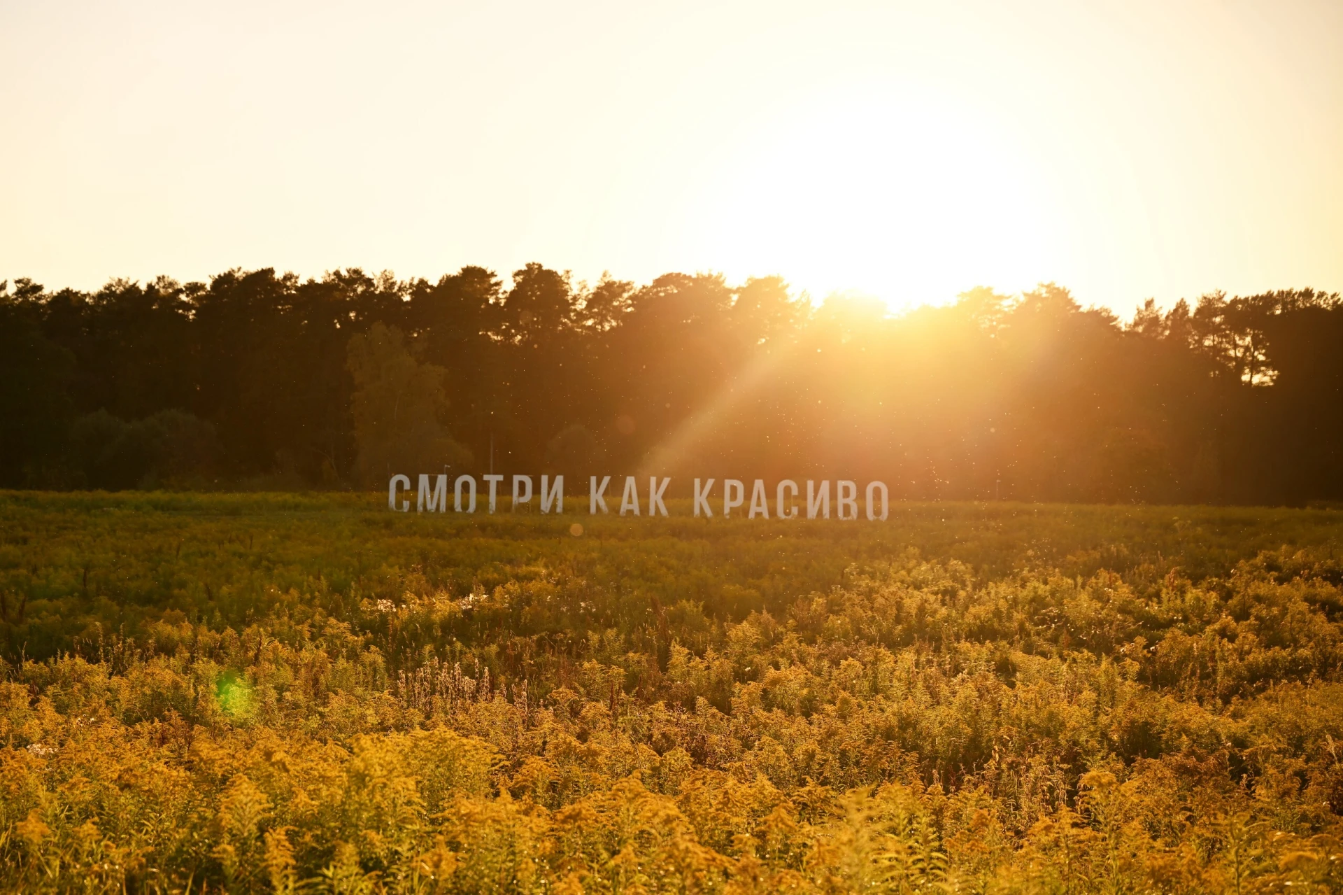 Смотри как красиво — на «Дикой Мяте»! ✨