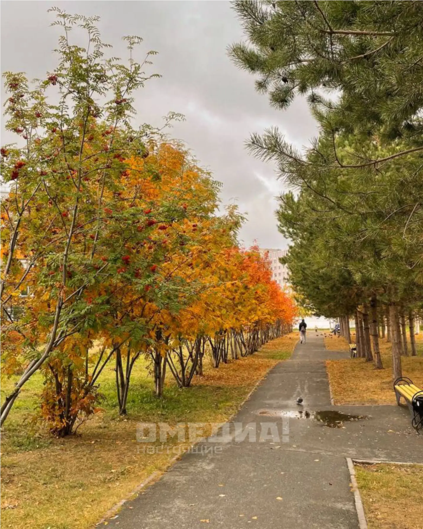 Осень 🍂