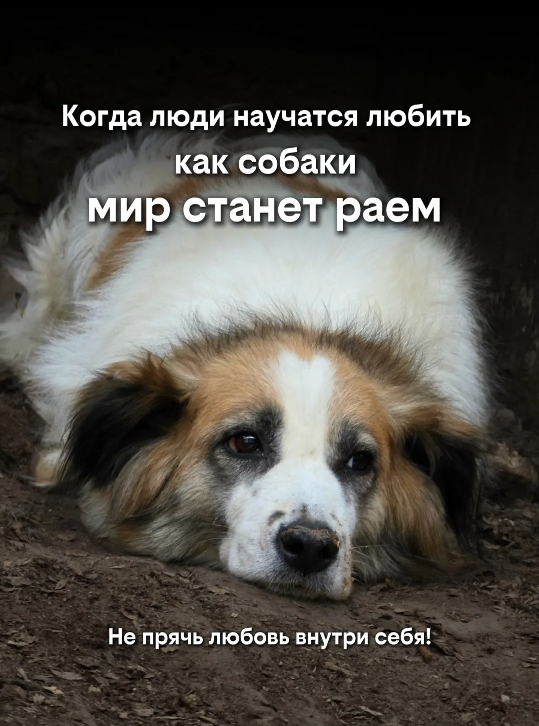 Приезжай к нам в приют ☺️🐶❤️