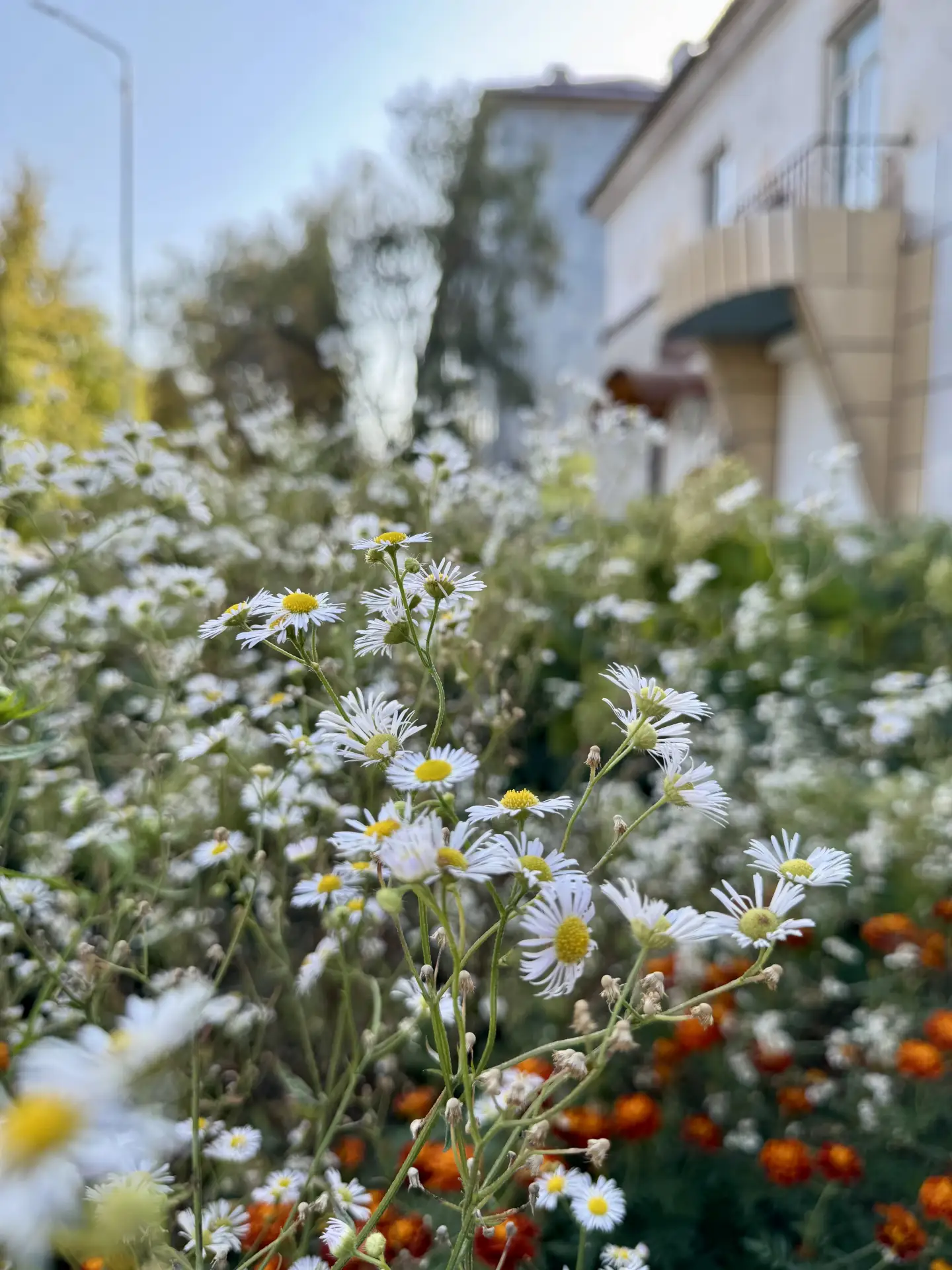 Осенние цветы для Вас 🤗 Всем чудесного дня 💞