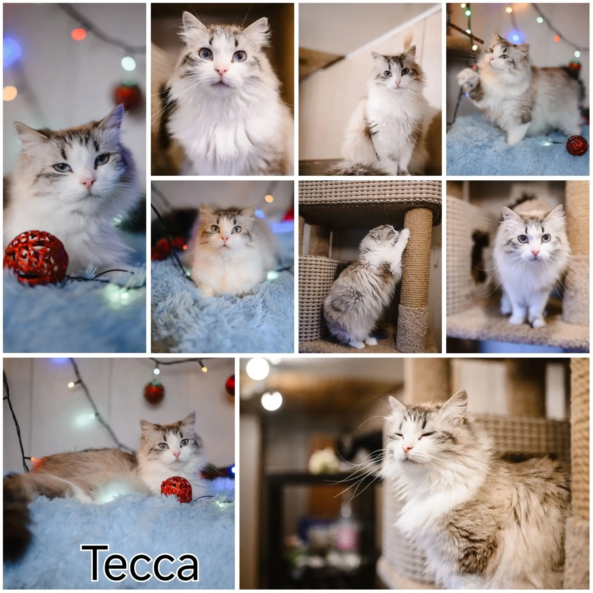 👑👑👑Величественная Тесса ищет особенный дом👑👑👑