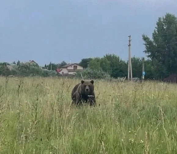 Медведь-шатун напугал дачников в Новосибирской области