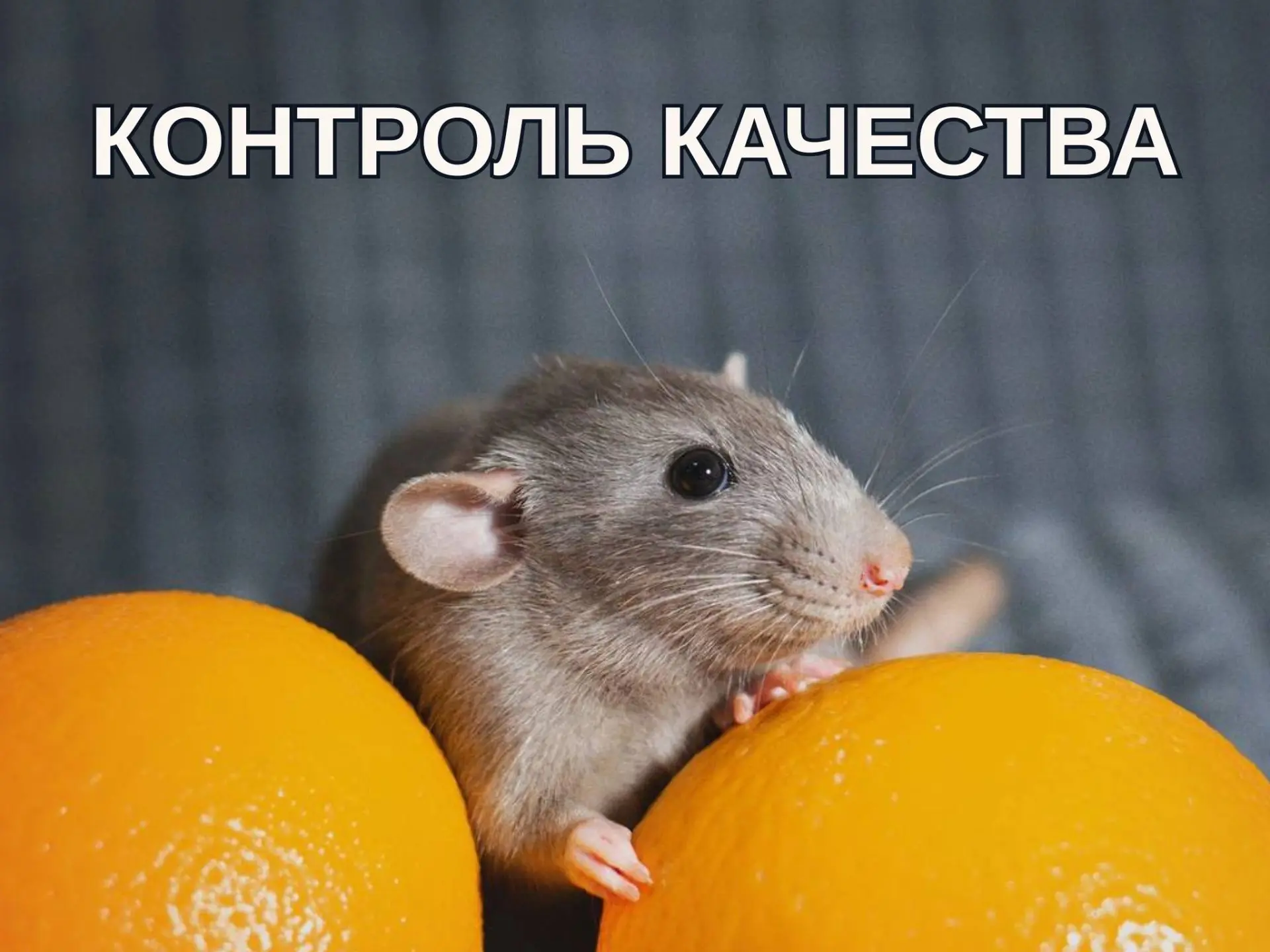 Знакомьтесь, наш главный специалист по контролю качества цитрусовых!