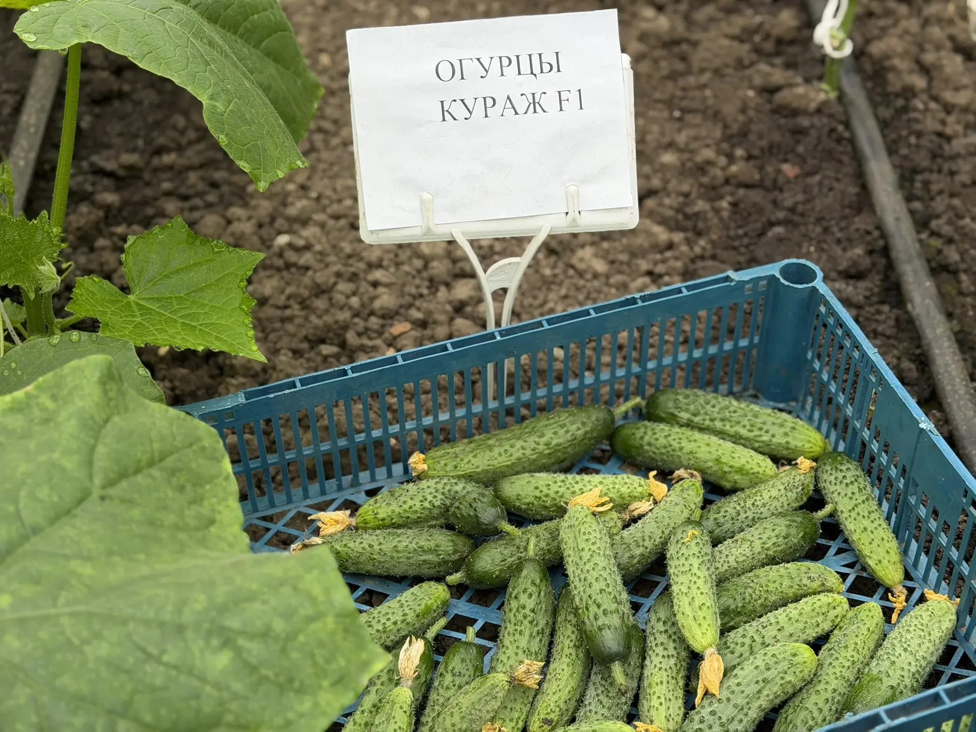 🥒 Огурцы «Кураж»: время собирать урожай