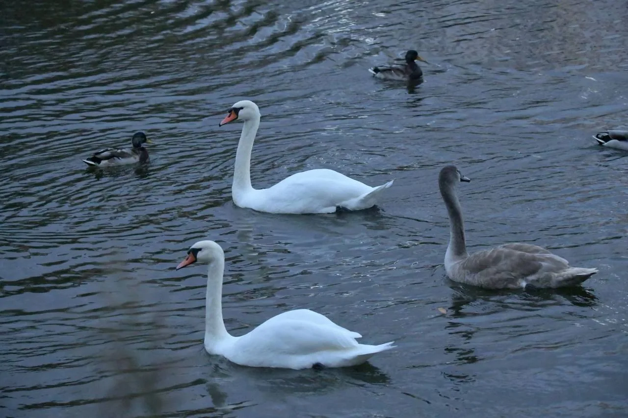 🦢 Лебеди снова на левобережье Белгорода!