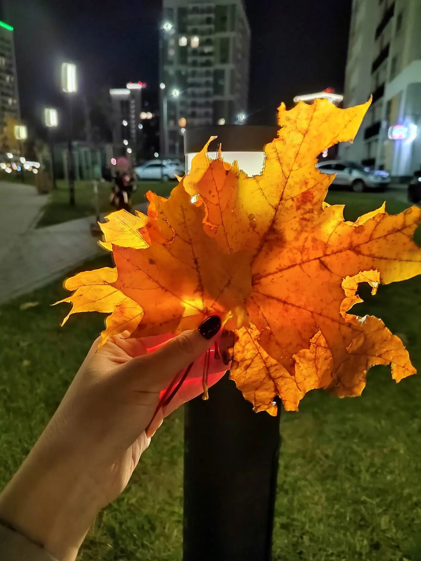 Осень 🍁 в этом году невероятно красивая ☀️