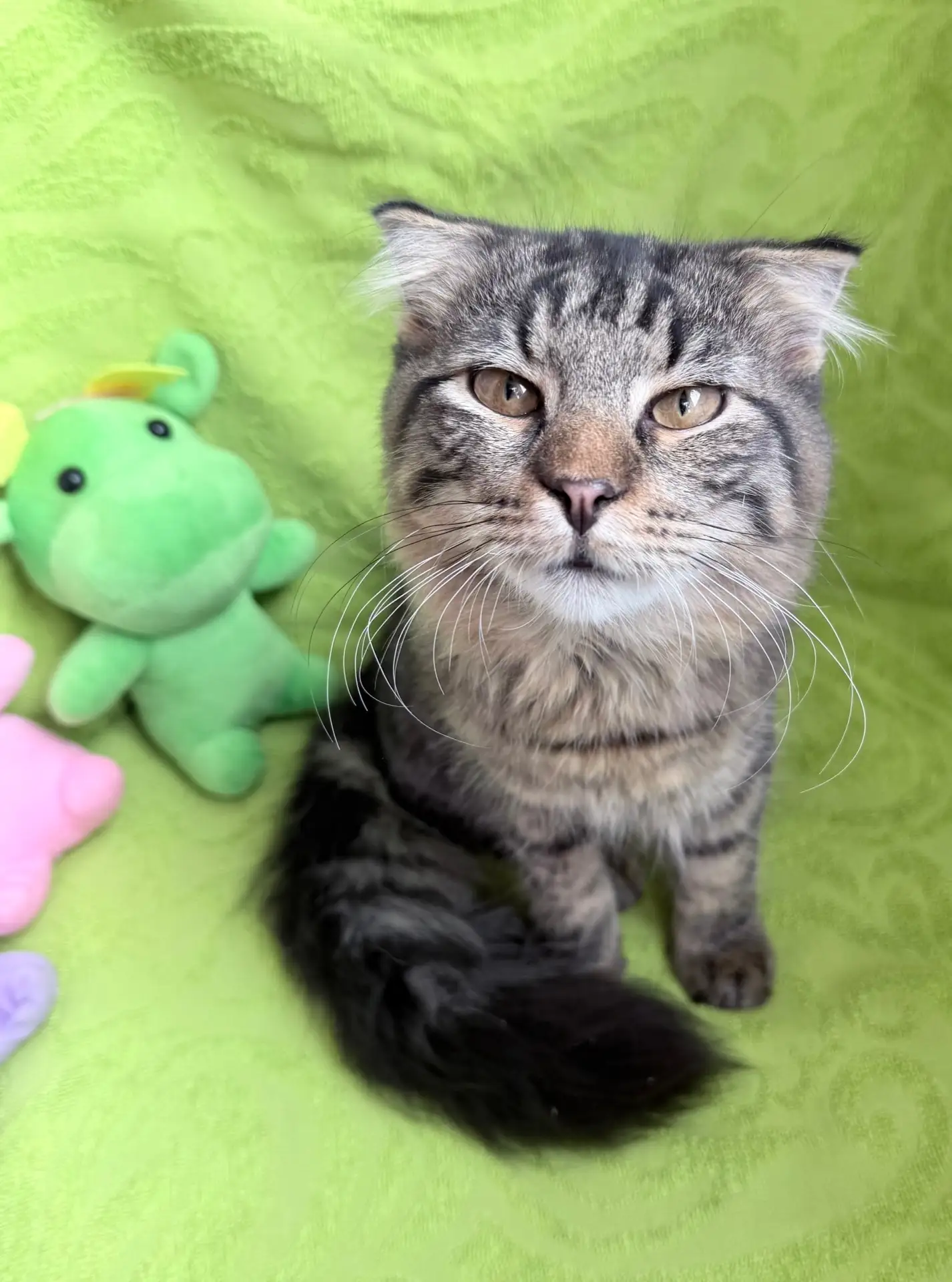 Котенок (мальчик) ищет хозяев!