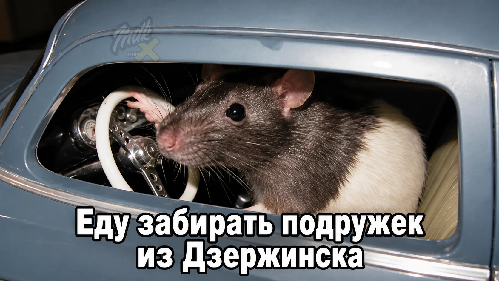 🐀На привокзальной площади Дзержинска замечены крысы, изучающие мусор