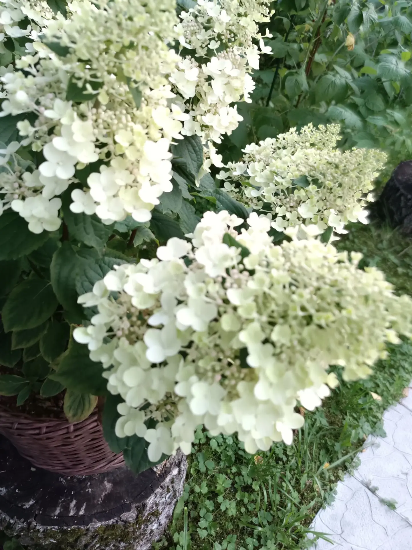 Вопреки дождям🌺🌺🌺