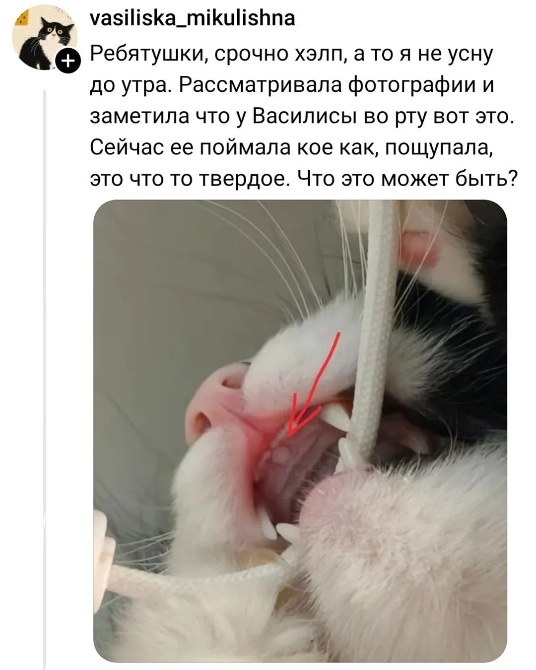 Коты изучены на 10%