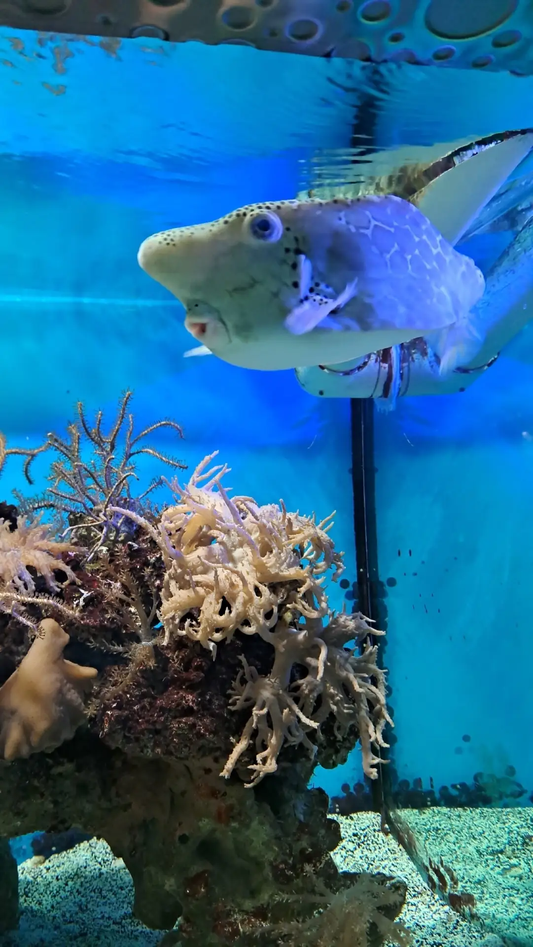 🐠МОСКВАРИУМ + ВДНХ