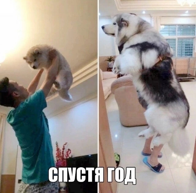 Подписывайтесь на Саваничи