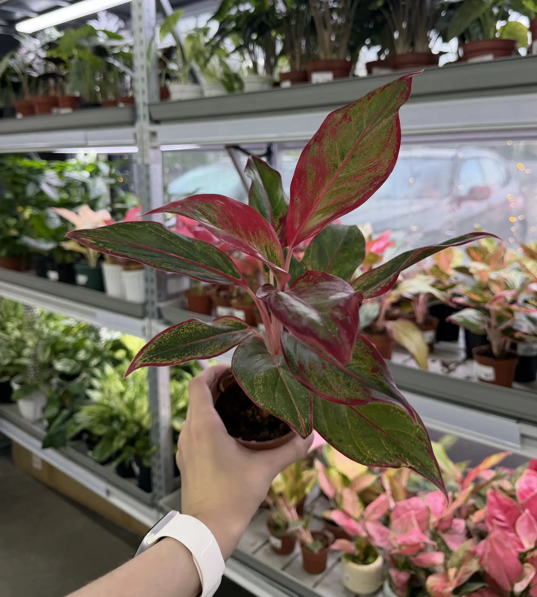🌿 Делимся новыми кадрами комнатных растений — посмотрите, какая красота! 😍
