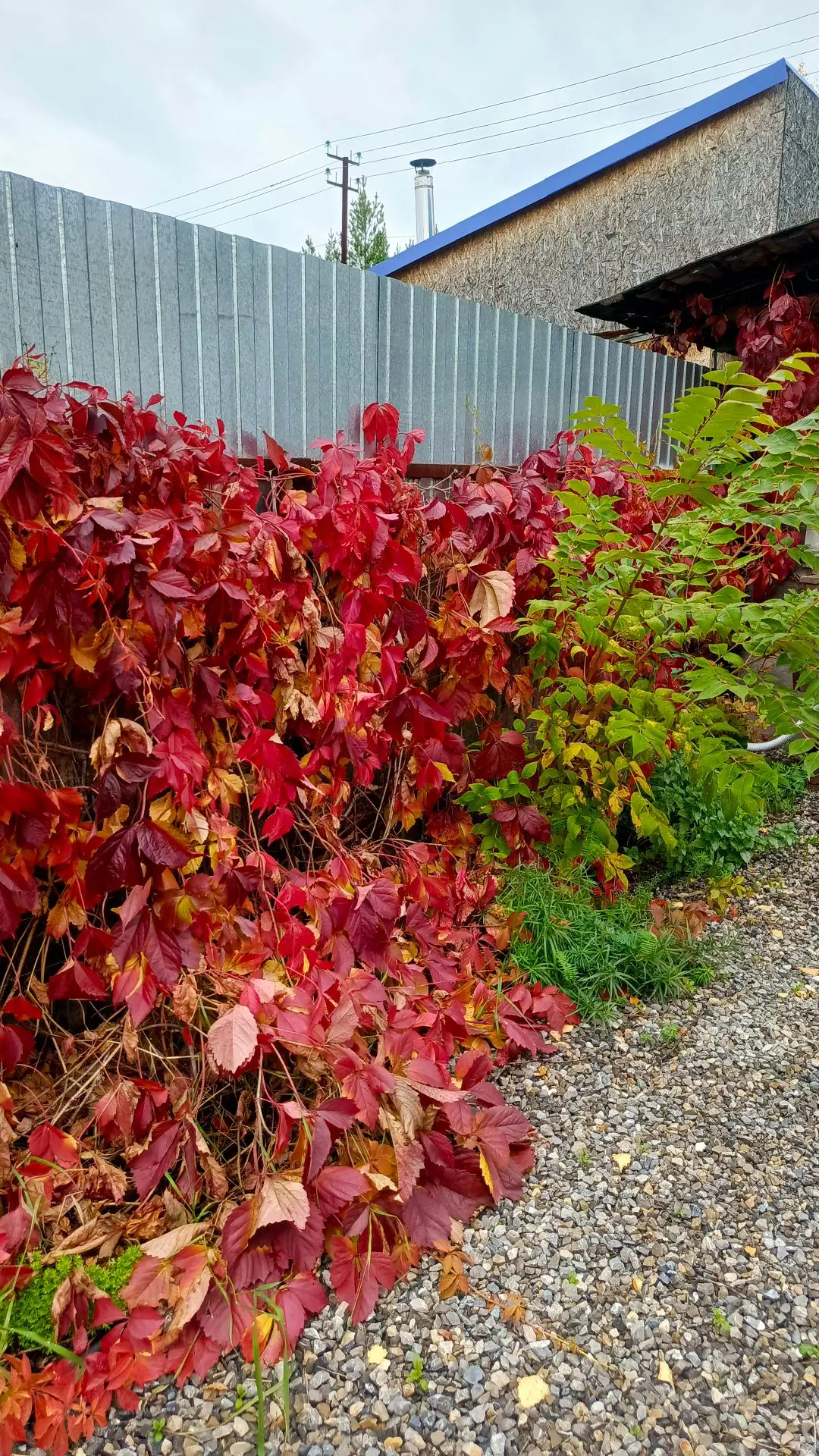 Разница в 3 дня, вот такая разная осень в Сургуте 🍁