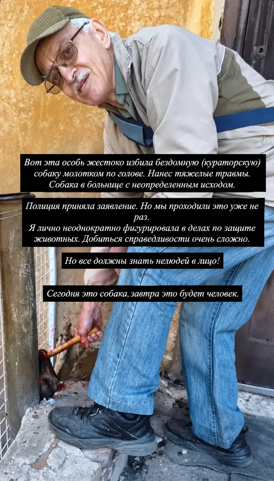 В Макеевке сообщили о жестоком избиении бездомной собаки