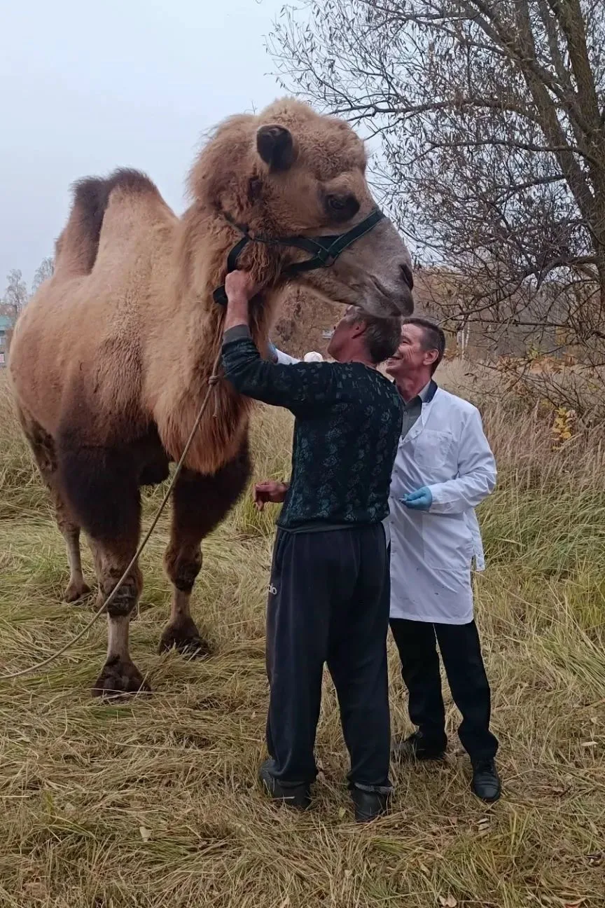 В село Екшур Клепиковского округа приехал цирк шапито.