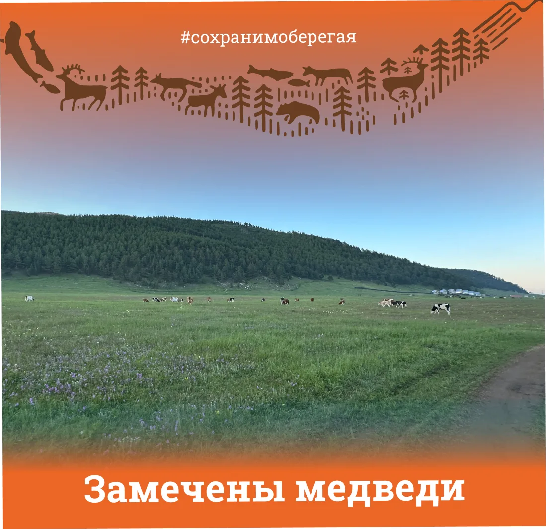 ЗАМЕЧЕНЫ МЕДВЕДИ