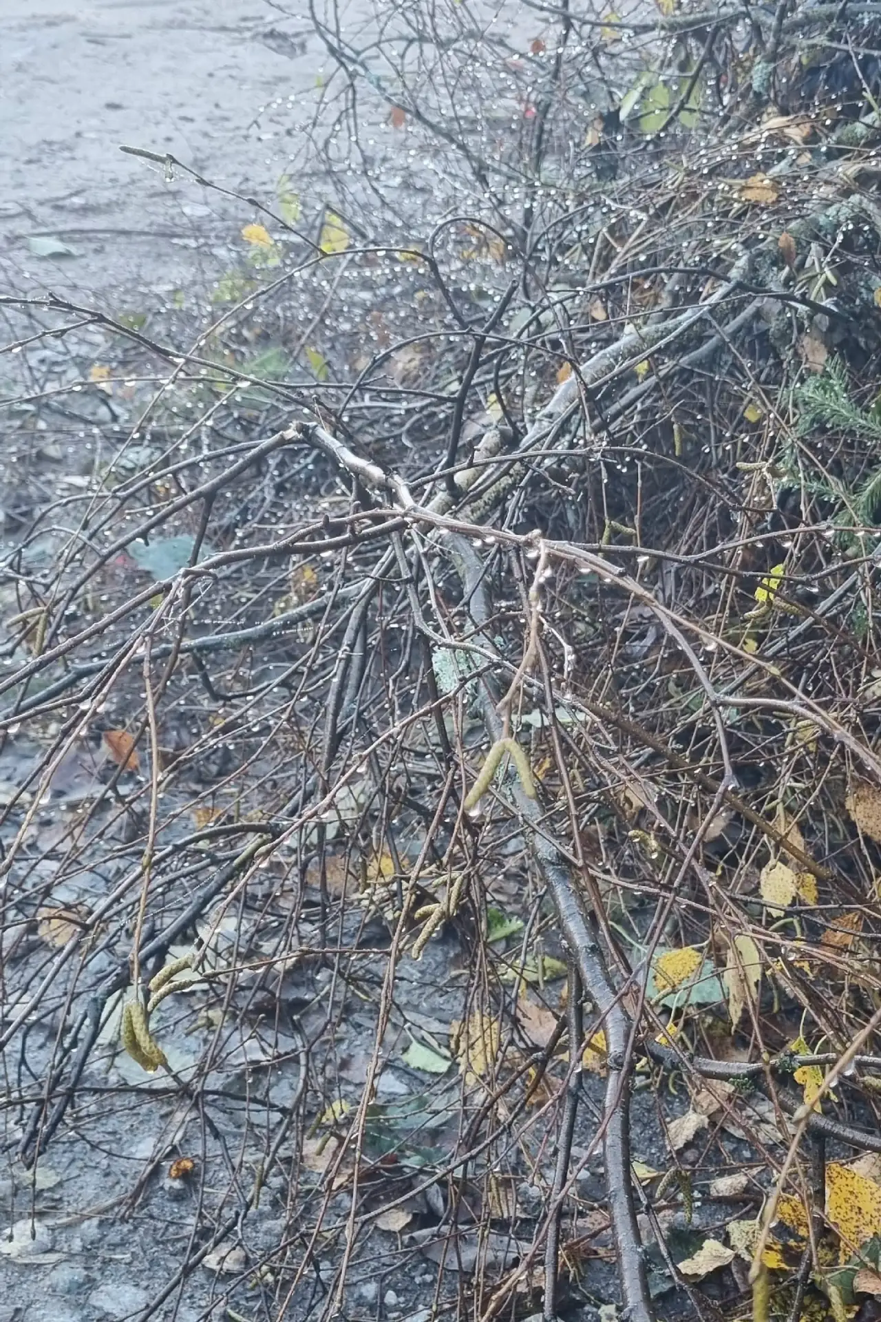 Сколько замечательного в природе. Сегодня сильный туман, а на лужах лед. А чуть позже б...