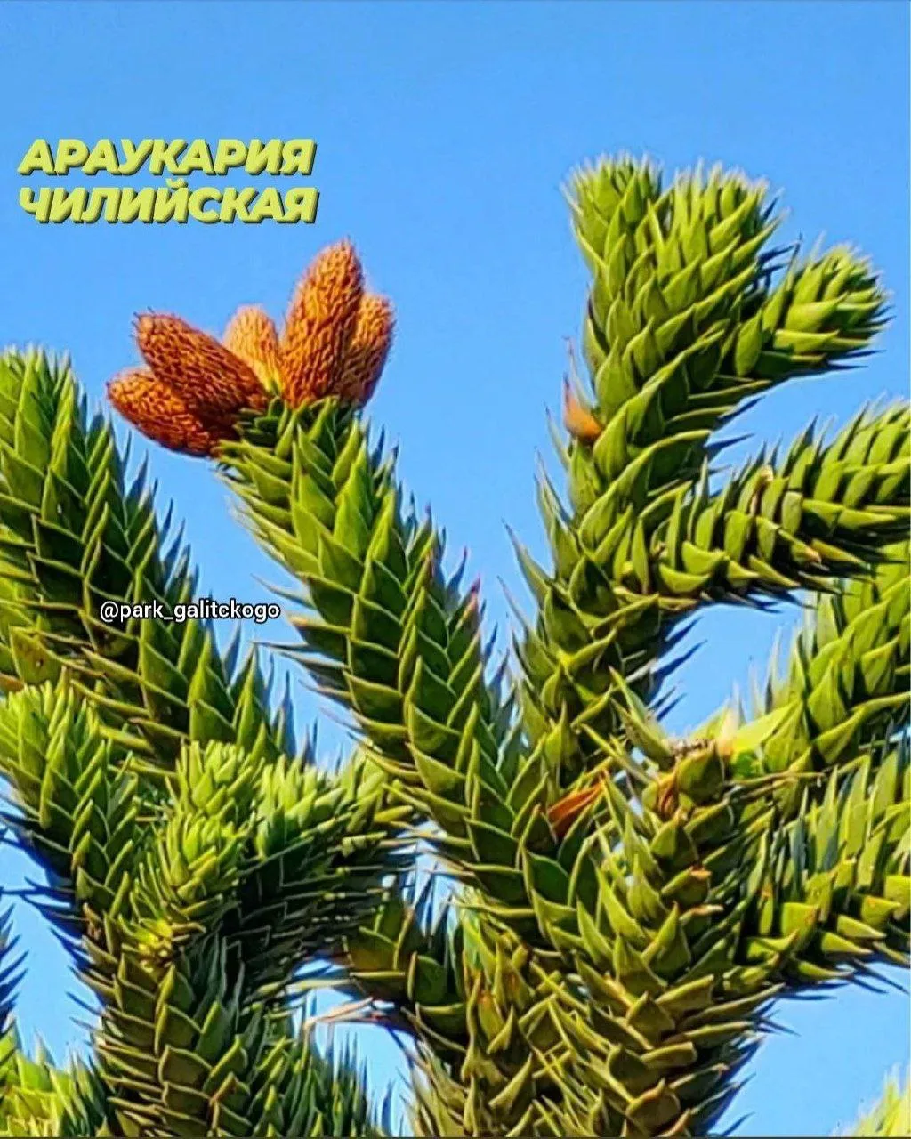 🌲Араукария-дерево не