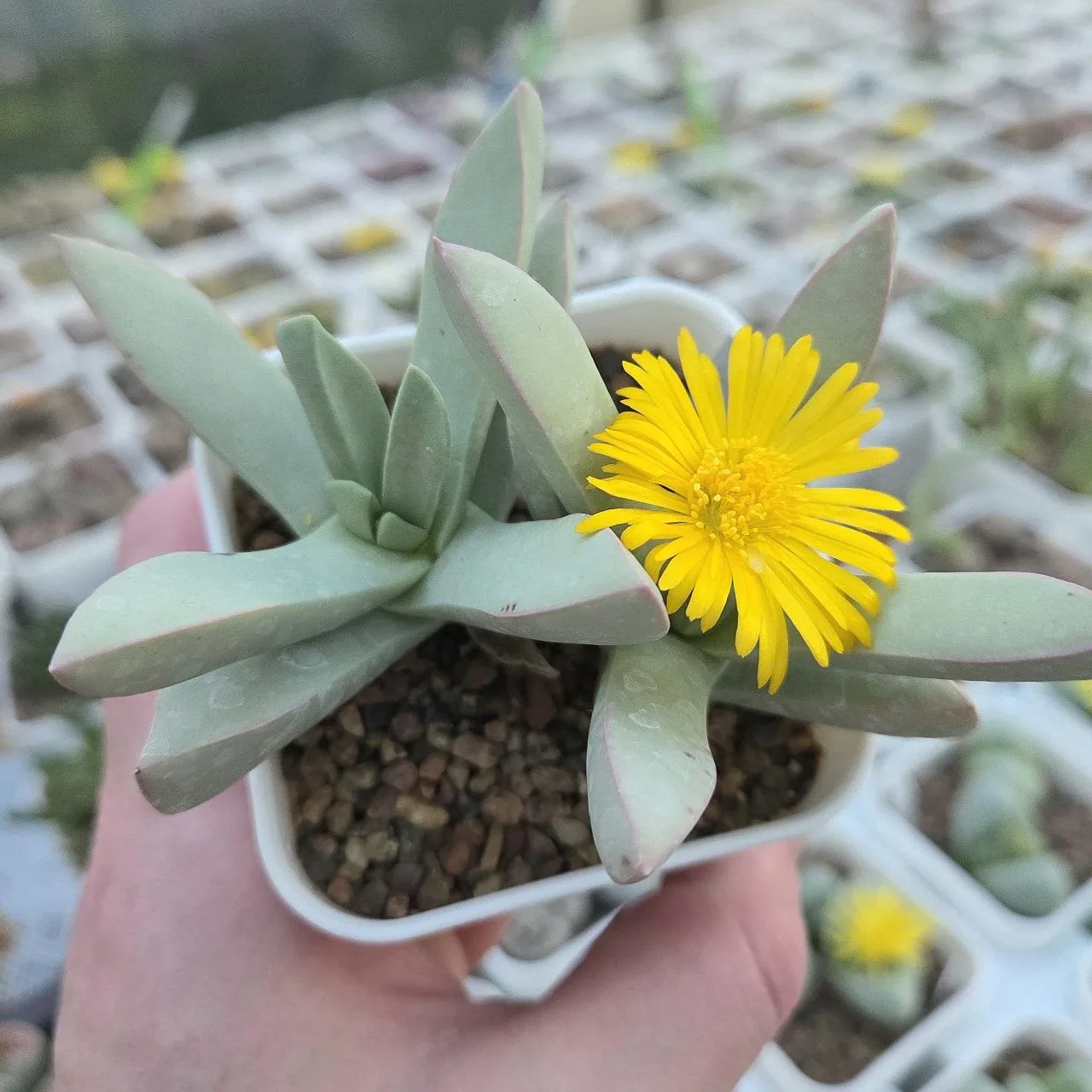 Цветет Schwantesia constanceae 🌺