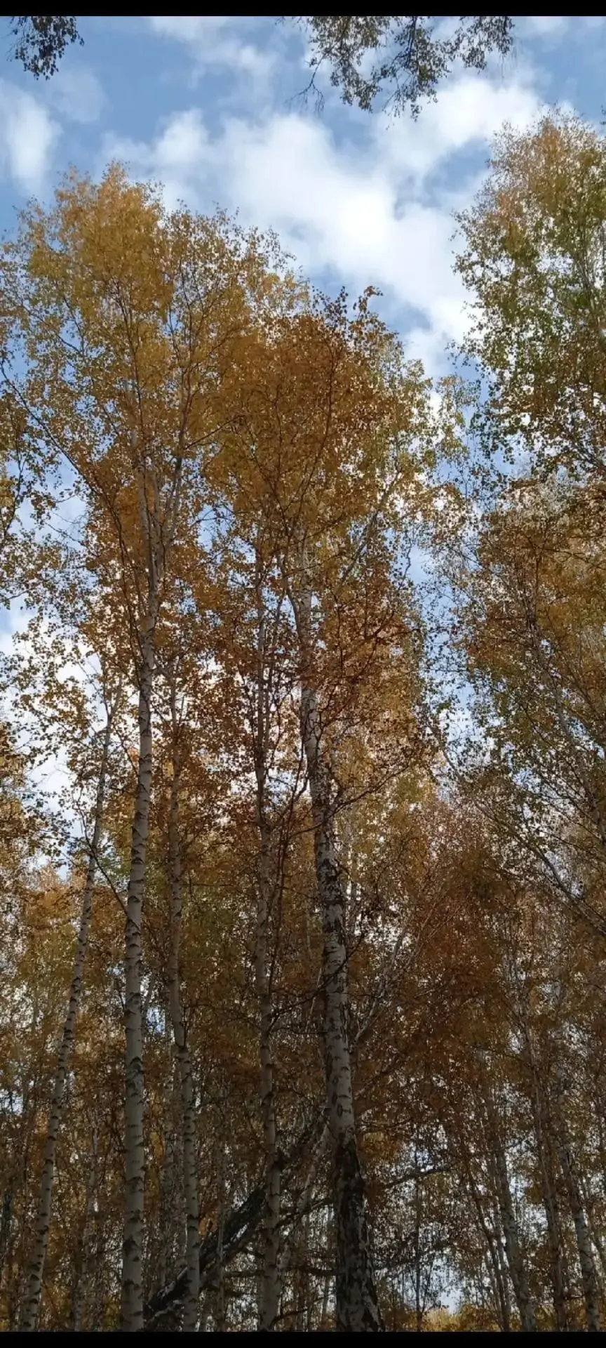 #Осень_глазами_детей