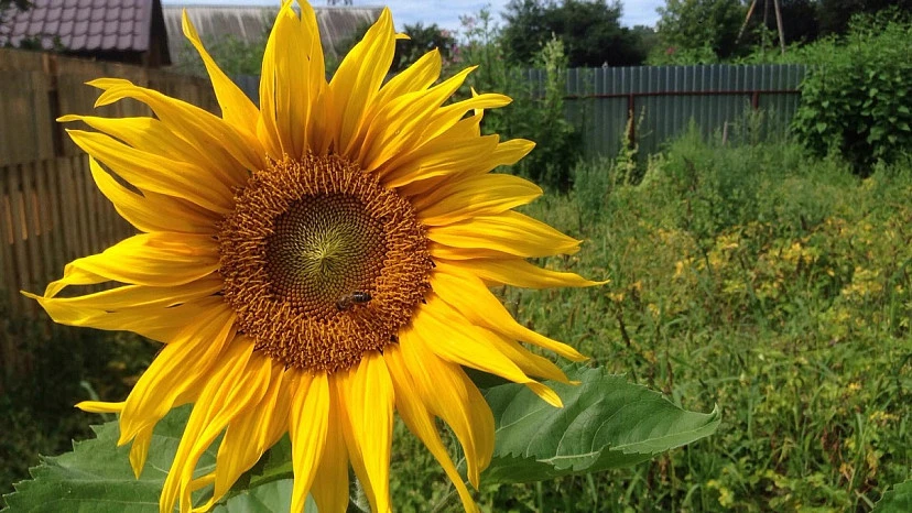 🌻 Миллион тонн подсолнечника собрали в Саратовской области