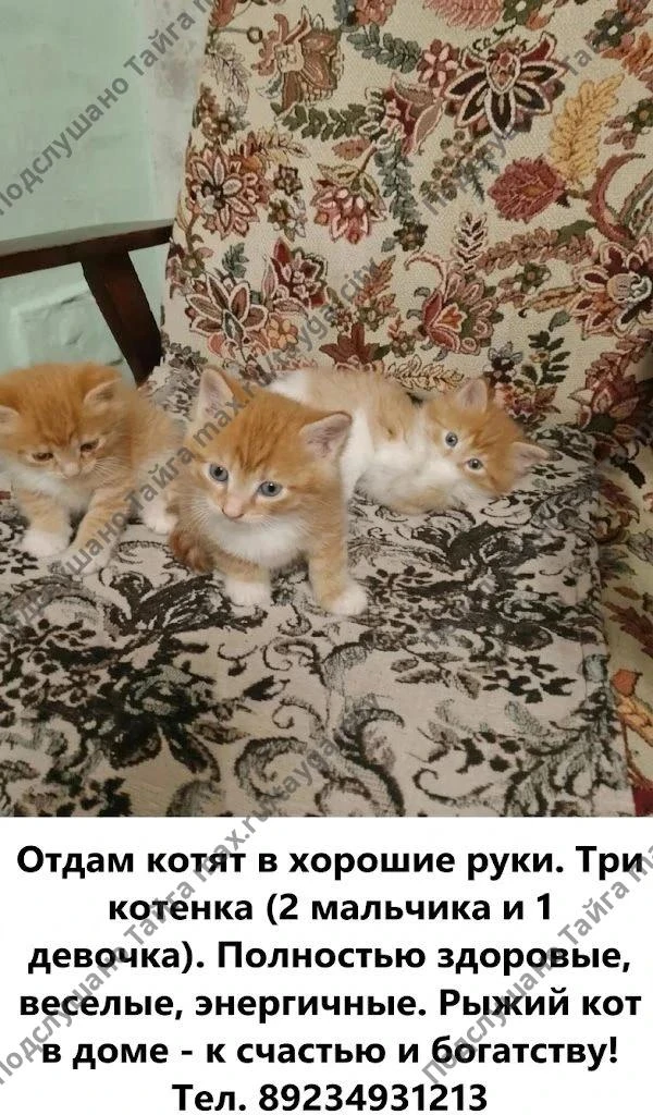 (без текста)